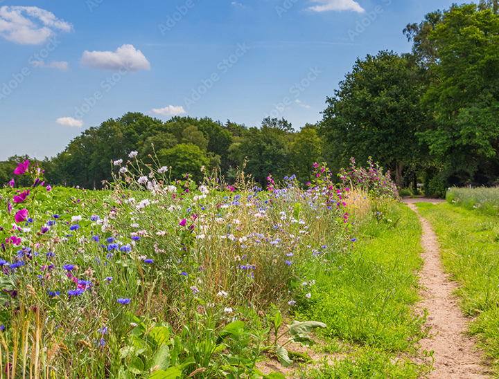 Image of wildflowers